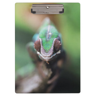 Porte-bloc Madagascar, Caméléon panthère à barre rouge
