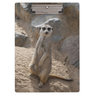 Porte-bloc Magnifique suricate