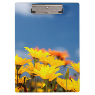 Porte-bloc Marguerites Orange Et Jaune De Namaqualand