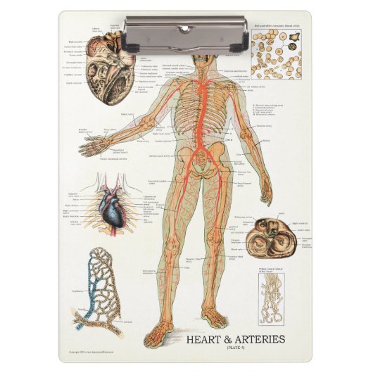 Porte-bloc Médecins Bureau Porte - bloc d'anatomie cardiaque (Devant)