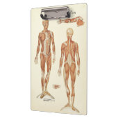 Porte-bloc Médecins Bureau Porte - bloc d'anatomie musculaire (Gauche)