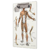 Porte-bloc Médecins Bureau Porte - bloc d'anatomie musculaire (Gauche)