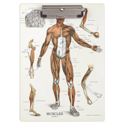 Porte-bloc Médecins Bureau Porte - bloc d'anatomie musculaire (Devant)