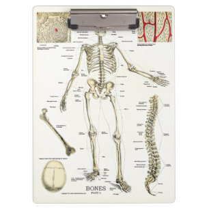 Porte-bloc Médecins Bureau Skeleton Anatomie Porte - bloc