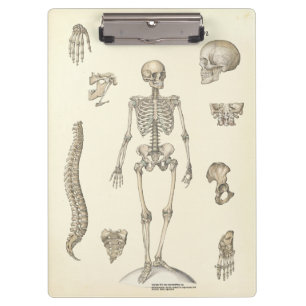 Porte-bloc Médecins Bureau Skeleton Anatomie Porte - bloc