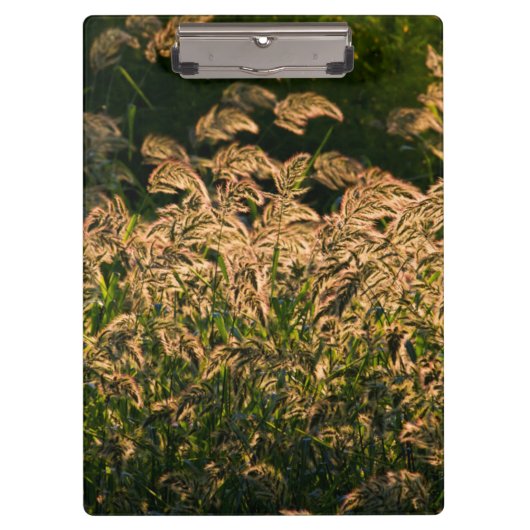 Porte-bloc Millet sauvage (Panicum Sp.) Cultivation En Mer (Devant)