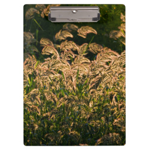 Porte-bloc Millet sauvage (Panicum Sp.) poussant dans une zon