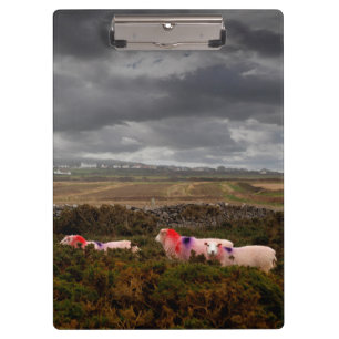 Porte-bloc Moutons colorés