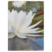 Porte-bloc Nénuphar odorant (Nymphaea Odorata) sur Caddo (Dos)