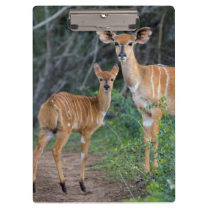 Porte-bloc Nyala (Tragelaphus Angazii) avec jeune, Ndumo