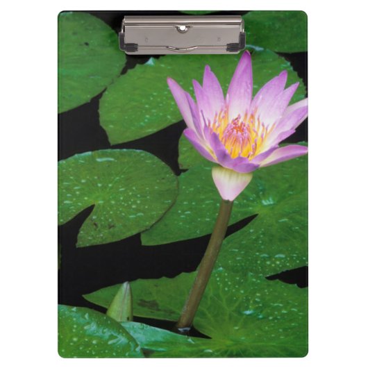 Porte-bloc Nymphéa du Cap (Nymphaea Capensis) (Devant)
