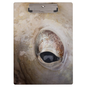 Porte-bloc OEil octopique