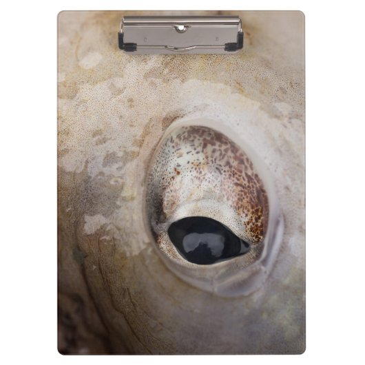 Porte-bloc OEil octopique (Devant)