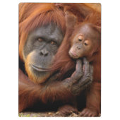 Porte-bloc Orang-outan de mère et de bébé (Dos)