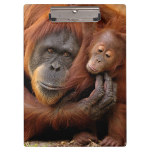 Porte-bloc Orang-outan de mère et de bébé