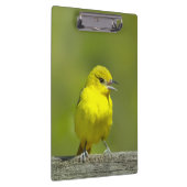 Porte-bloc Orchard Oriole - Photo originale (Swatch)