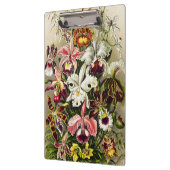 Porte-bloc Orchidées, Orchidée Denusblumen Ernst Haeckel (Gauche)