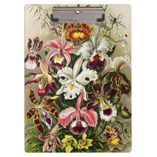 Porte-bloc Orchidées, Orchidée Denusblumen Ernst Haeckel