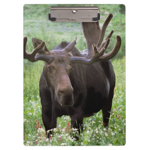 Porte-bloc Orignal mâle (Alces alces) dans les fleurs sauvage