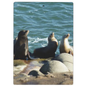Porte-bloc Otaries de San Diego (Dos)
