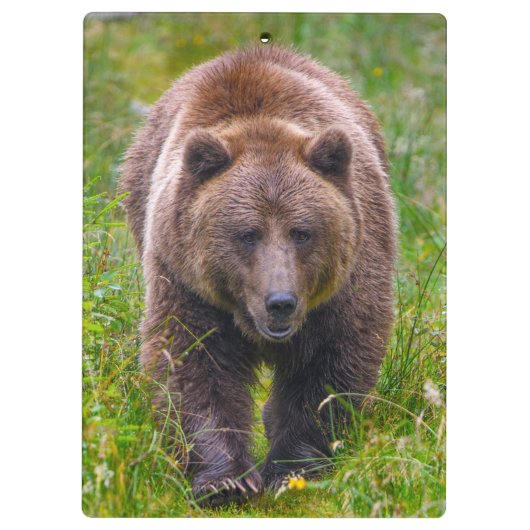 Porte-bloc Ours Brown (Dos)