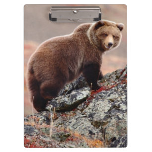Porte-bloc Ours Brown de Denali
