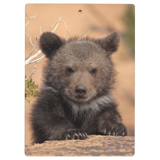 Porte-bloc Ours gris CUB (Dos)