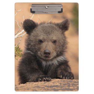 Porte-bloc Ours gris CUB