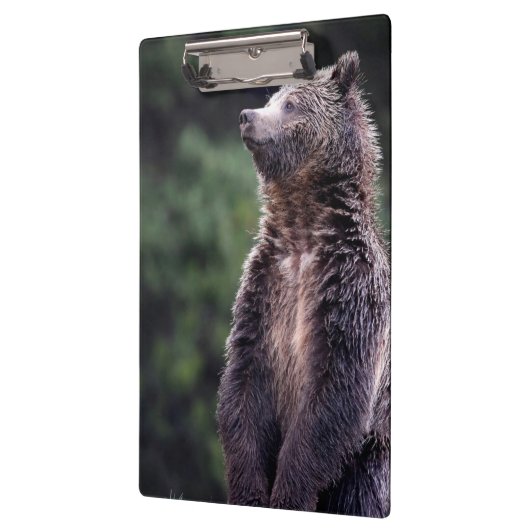 Porte-bloc Ours gris debout (Gauche)