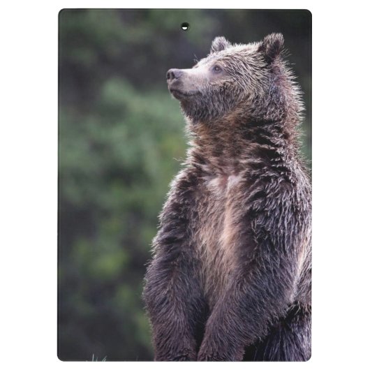 Porte-bloc Ours gris debout (Dos)