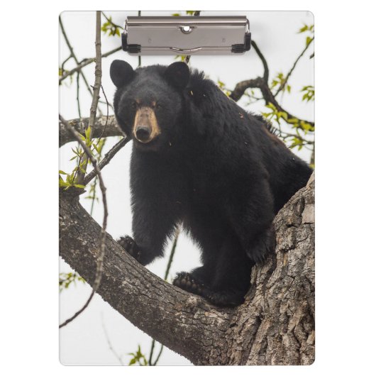 Porte-bloc Ours noir Escalade (Devant)