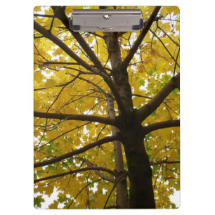 Porte-bloc Paire d'érables jaunes Nature d'automne