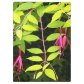 Porte-bloc Pansement rose Fuchsia Floral (Dos)