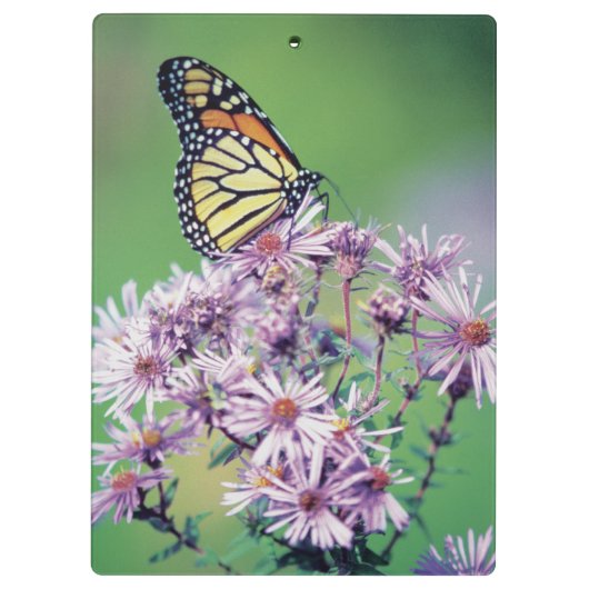 Porte-bloc Papillon de monarque (Dos)