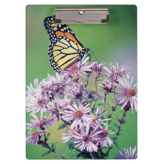 Porte-bloc Papillon de monarque (Devant)