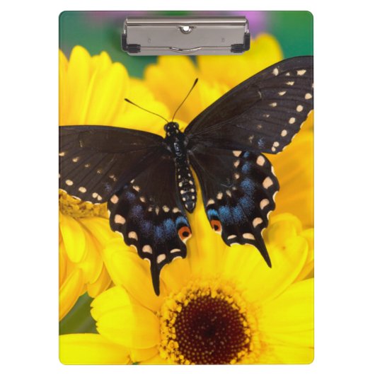 Porte-bloc Papillon Papilio polyxenes (Devant)