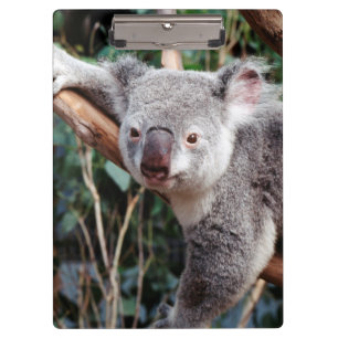 Porte-bloc Parc zoologique Featherdale, Koalas