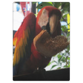 Porte-bloc Parrot Macaw Scarlet Manger Toast (Dos)