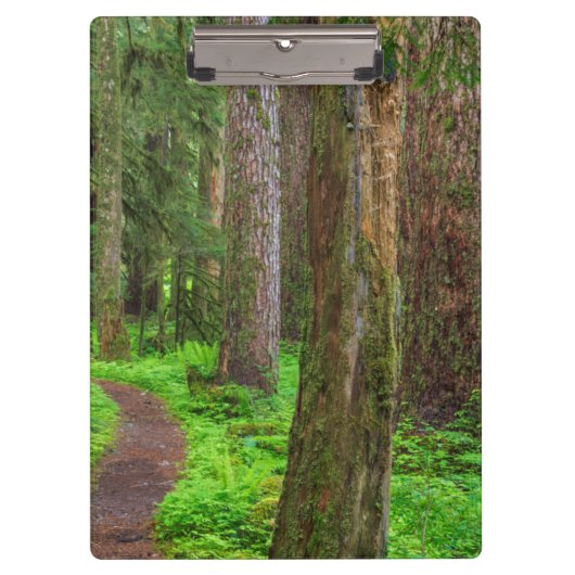 Porte-bloc Paysage de forêt ancienne (Devant)