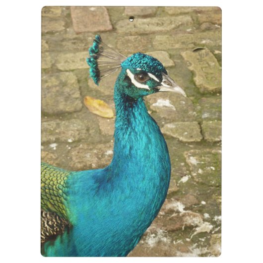 Porte-bloc Peacock Belle photographie nature (Dos)