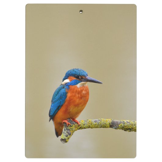 Porte-bloc Perching Kingfisher (Dos)