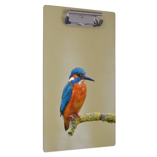 Porte-bloc Perching Kingfisher (Swatch)