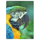 Porte-bloc Perroquet coloré d'ara (Dos)