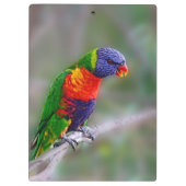 Porte-bloc Perroquet macaou coloré (Dos)