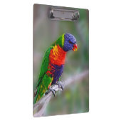 Porte-bloc Perroquet macaou coloré (Swatch)