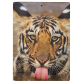 Porte-bloc Petit animal de tigre royal de Bengale, eau (Dos)