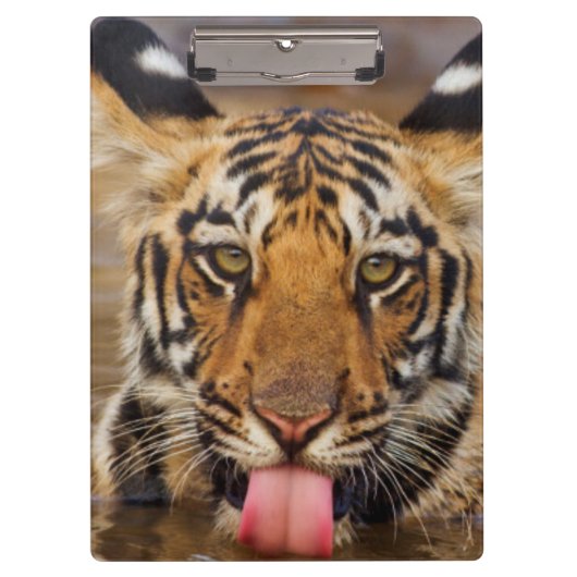 Porte-bloc Petit animal de tigre royal de Bengale, eau (Devant)