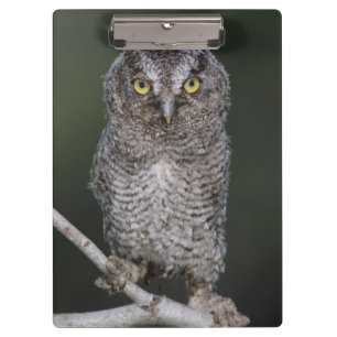 Porte-bloc Petit-duc de l'Est, Megascops asio, Otus 2