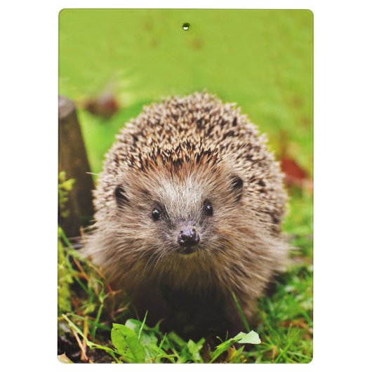 Porte-bloc Petit hérisson mignon dans la forêt (Dos)