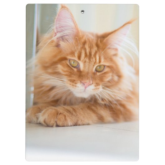 Porte-bloc Photo de deux chats (Dos)